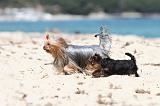 YORKSHIRE TERRIER 149
